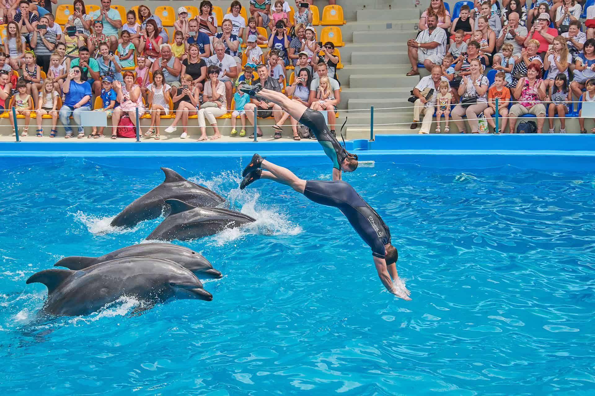 Dolphin Show (Show cá heo)