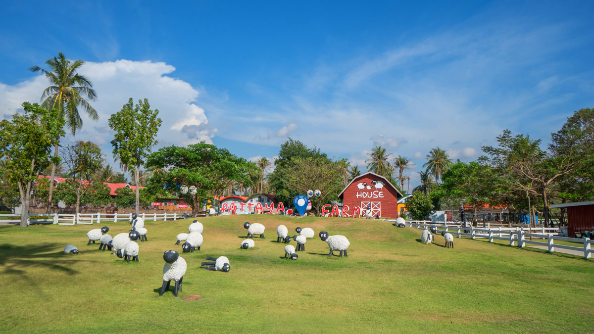 Trại cừu Pattaya - Pattaya Sheep Farm